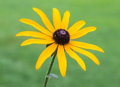 Golden Black-eyed Susan flowers with dark brown centers
