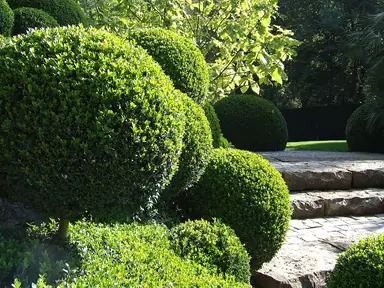 Healthy common boxwood shaped into rounded landscape forms