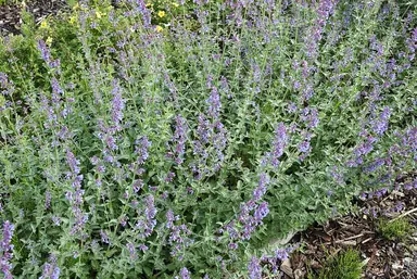 A dense mound of lavender-blue catmint flowers