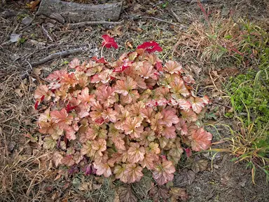 Copper-rose foliage on a mature coral bells plant
