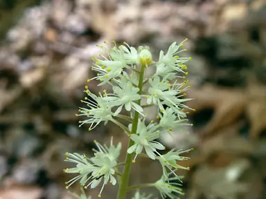 Airy white foamflower blooms rising above green leaves