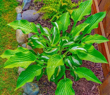 Variegated hosta leaves covered with fresh water droplets