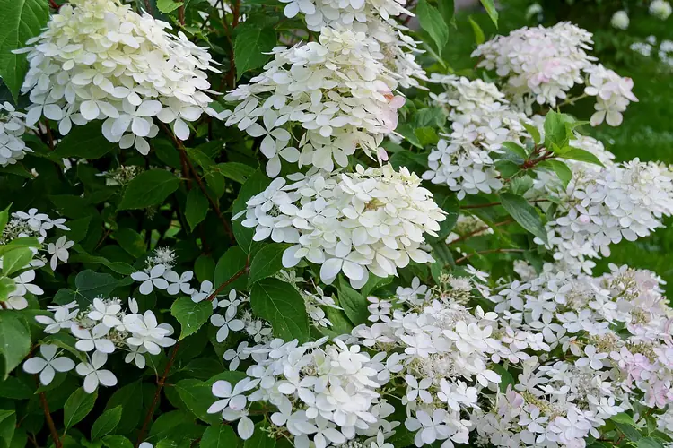 White panicle hydrangea flower clusters against green foliage