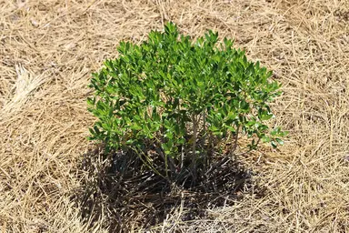 Dense green foliage on a mature Shamrock inkberry shrub