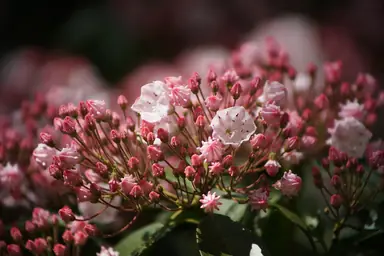 Clusters of pale pink and white mountain laurel flowers