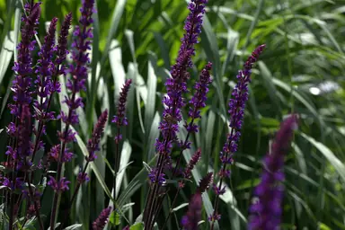 Purple Salvia nemorosa flower spikes in a sunny planting