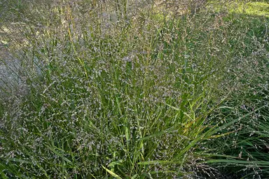A mature switchgrass clump with airy seed panicles