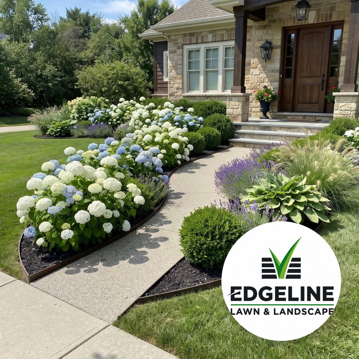 A finished front garden with hydrangeas, lavender, and clean landscape edging